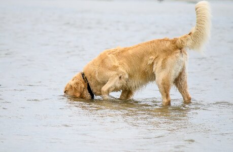 Pet big dog north sea photo