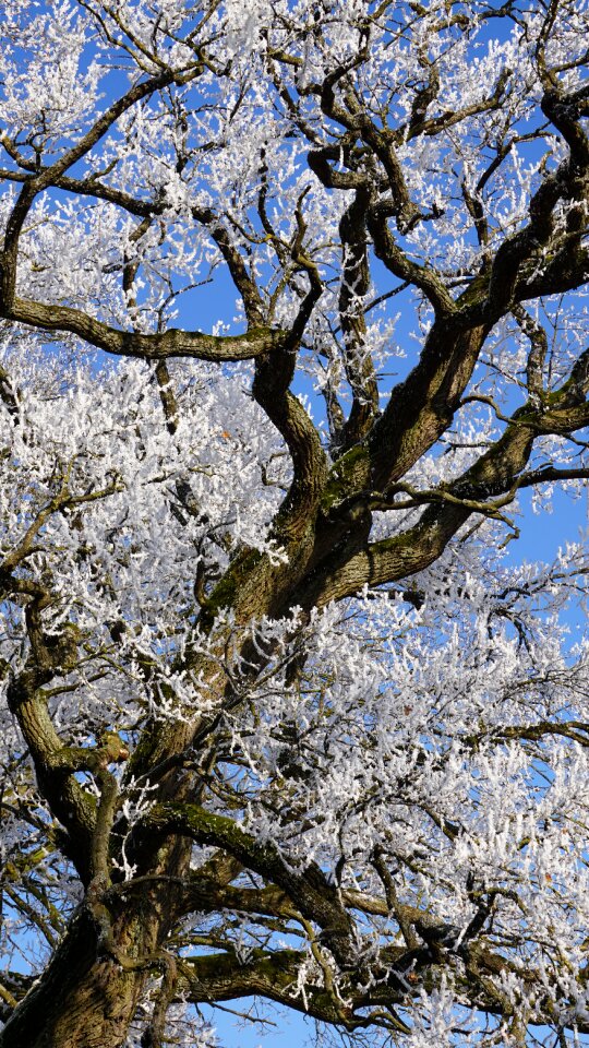 Ice cold winter magic