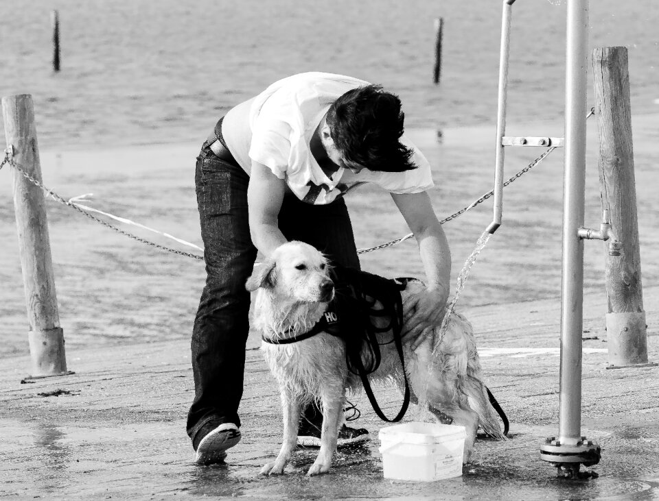 Beach pet big dog photo