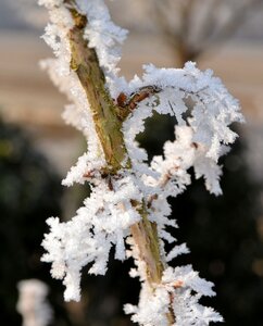 Ice wintry frozen photo