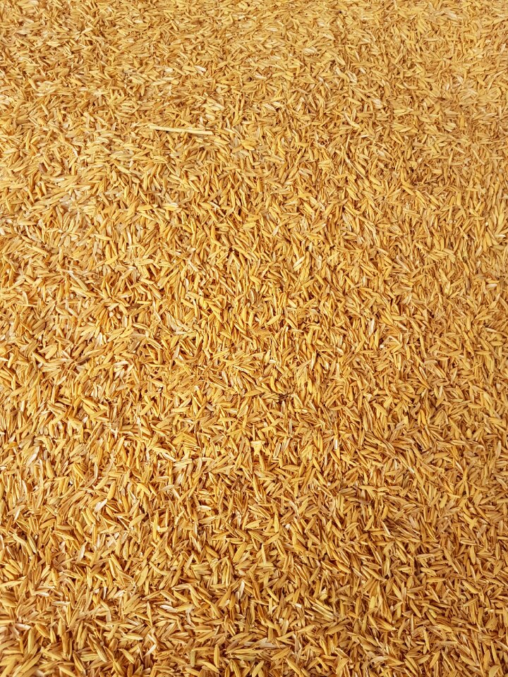 Rice crust rice yellow gold