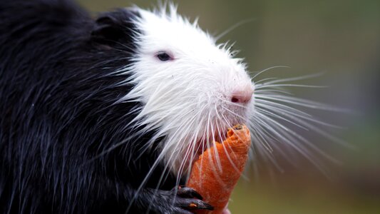 Rodent animal nager