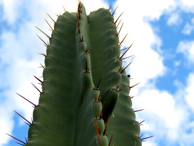 Plant desert clouds