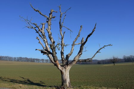 Kahl landscape dead