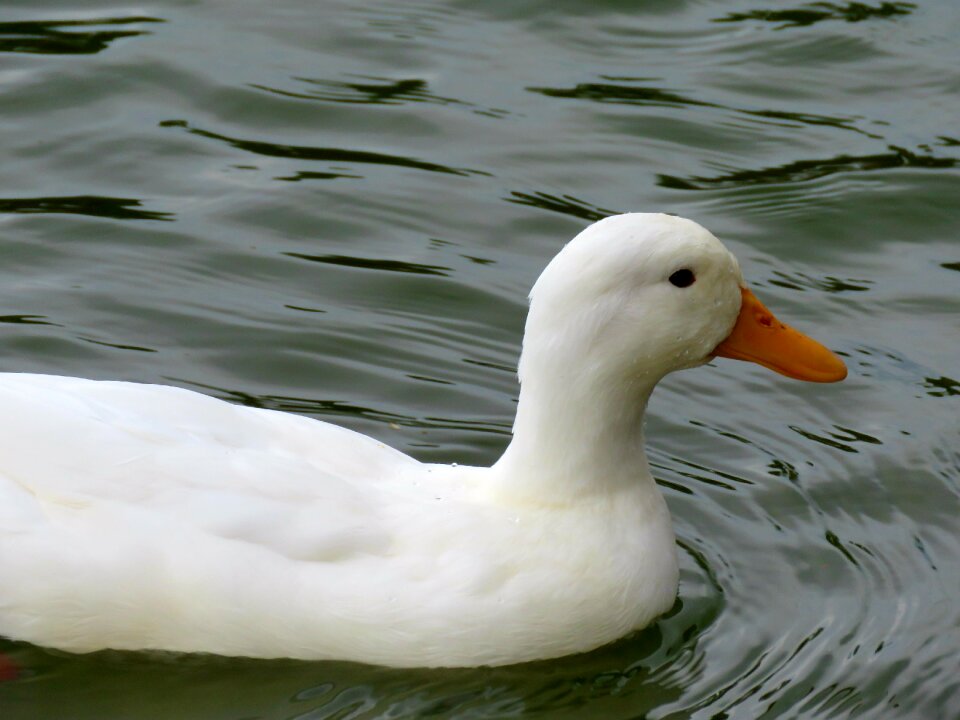 Water bird swimming