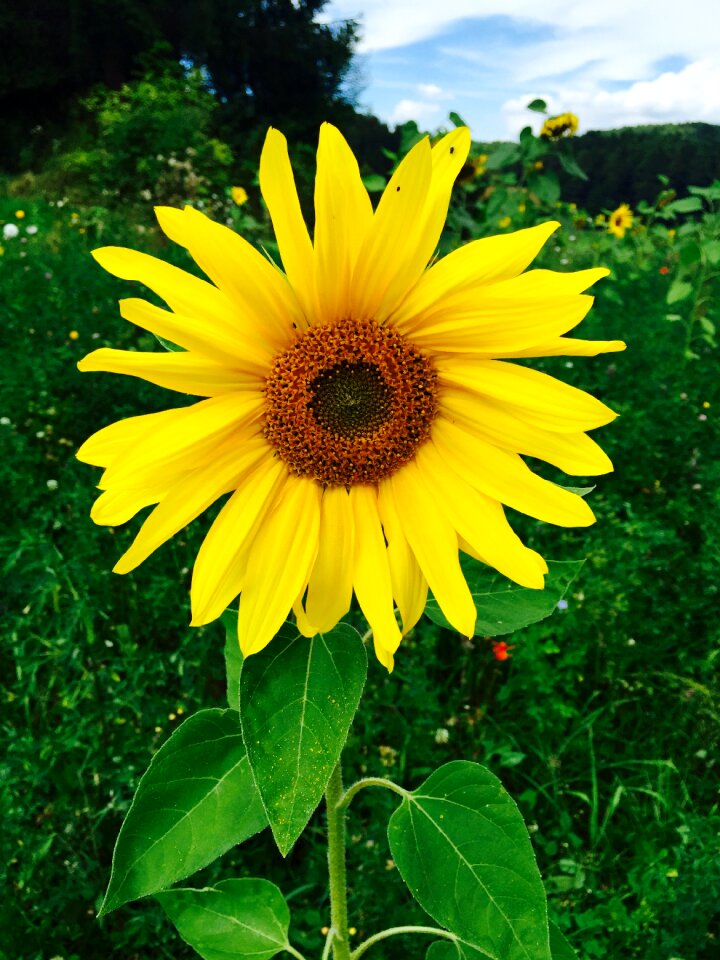 Summer sunflower flower
