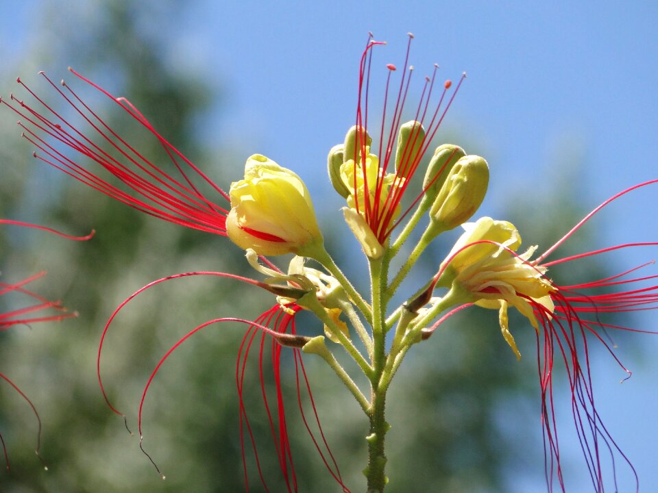 Feather duster flower nature