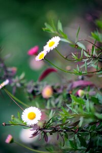 Spring bloom pink photo