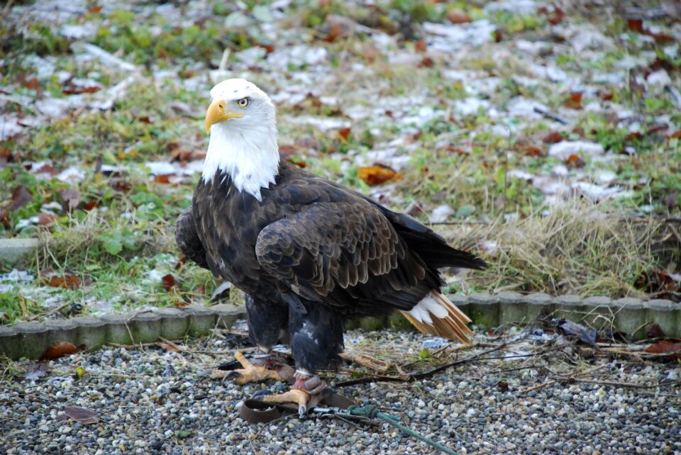 Bald eagle flying close up