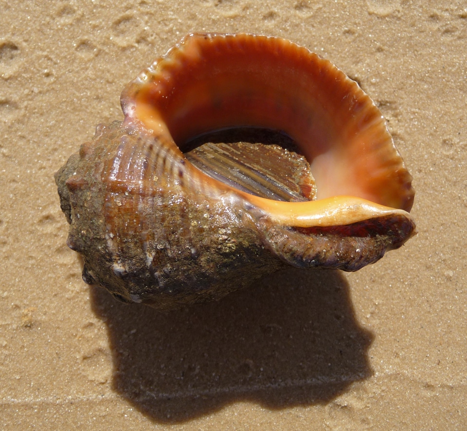 Seashell beautiful macro