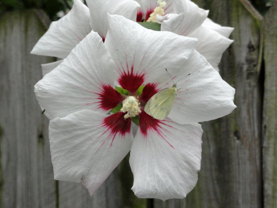 Floral bloom