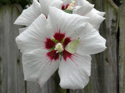 Floral bloom