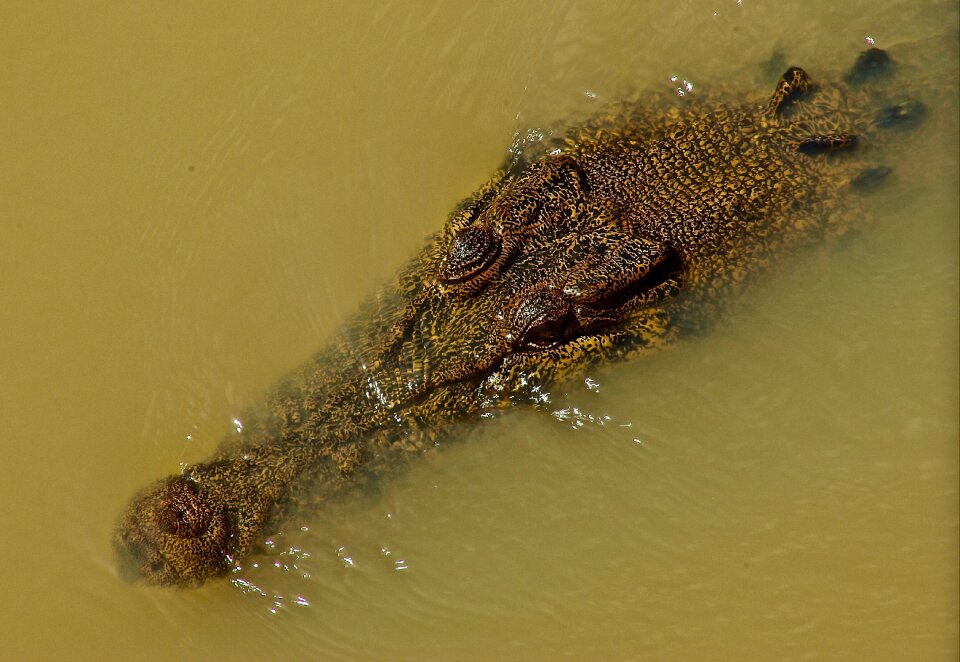 Predator australia wildlife
