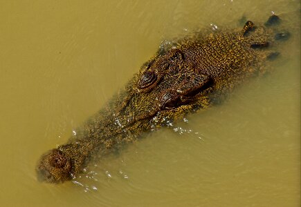 Predator australia wildlife