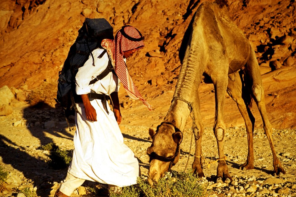 Camel egypt desert photo