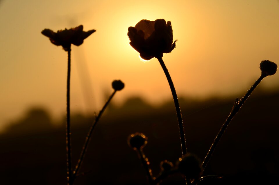 Morning sun skies nature