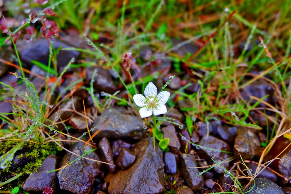 Blossom bloom plant
