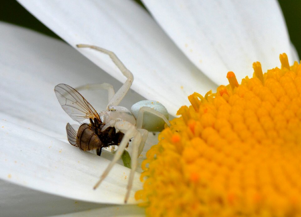 Spider crab spider spider feast