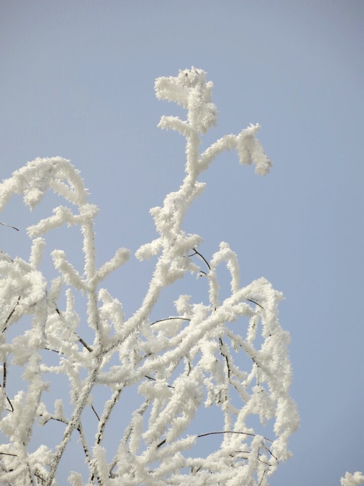 Frost beauty white sky