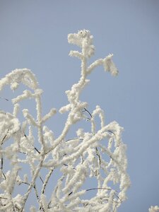 Frost beauty white sky photo