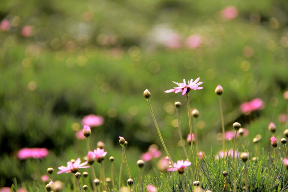 Green grassland spring