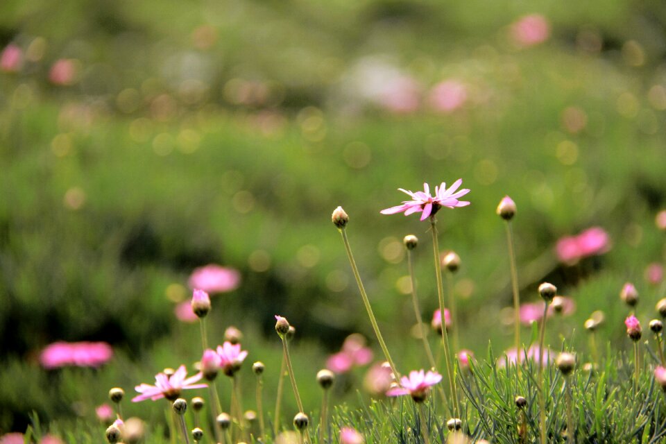 Green grassland spring photo