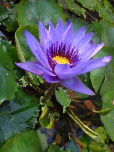 Purple after the afternoon plant