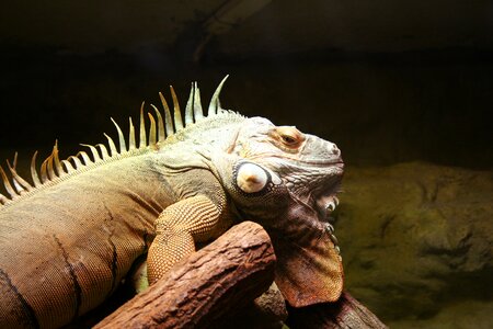 Game zoological garden iguana