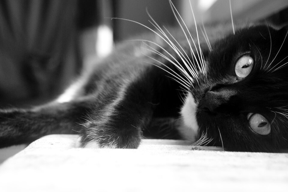Animal cat eyes black white