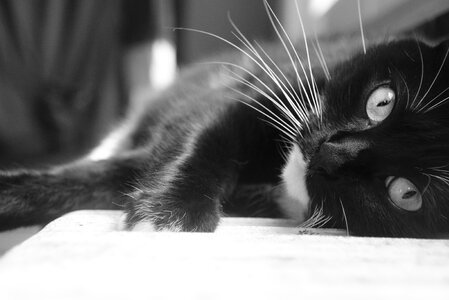 Animal cat eyes black white photo