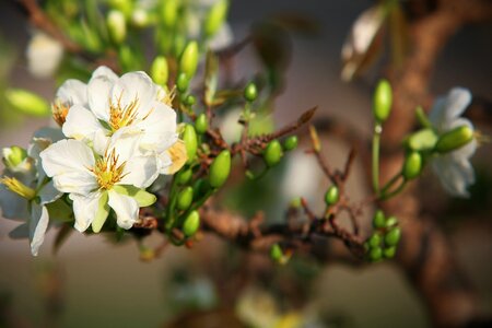 Vietnam spring the garden photo