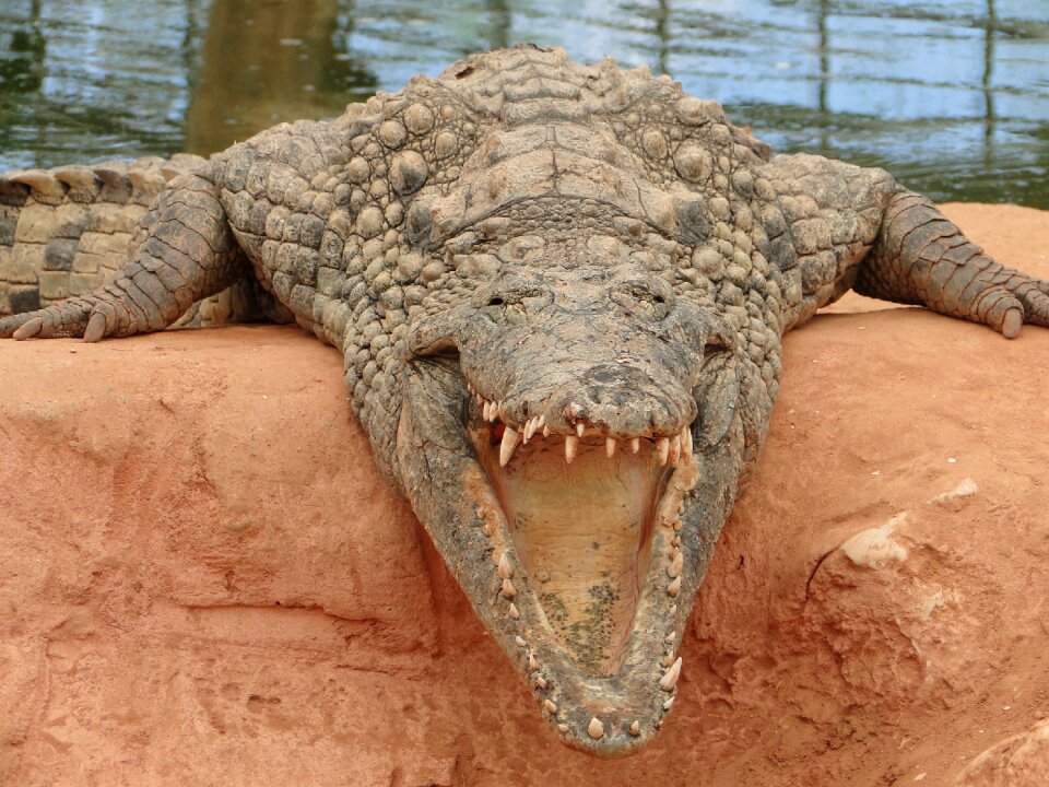 Fauna hangover teeth