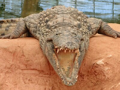 Fauna hangover teeth