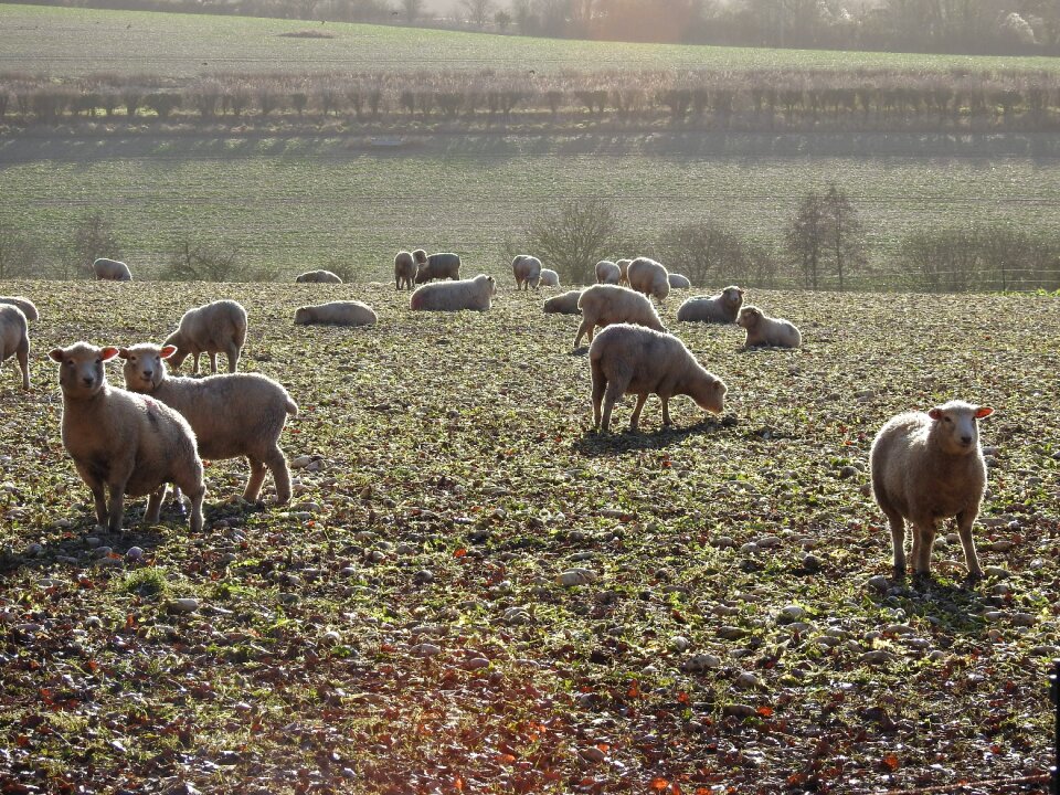 Landscape animal