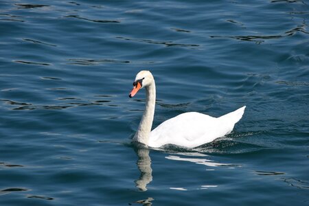 Water bird white