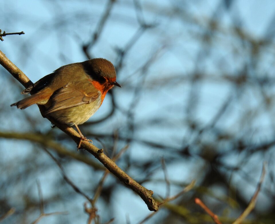 Wildlife cute winter