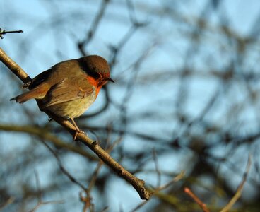 Wildlife cute winter