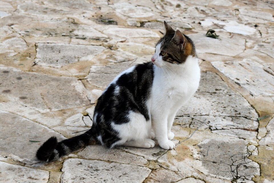 Cute kitten adorable