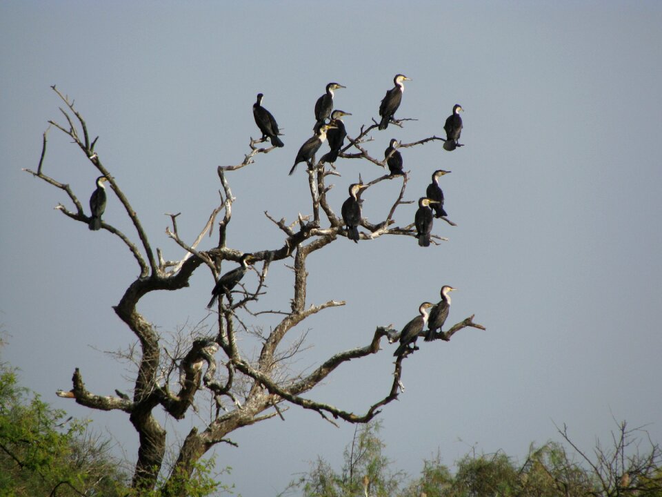 Animals great cormorant senegal