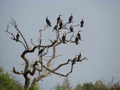 Animals great cormorant senegal