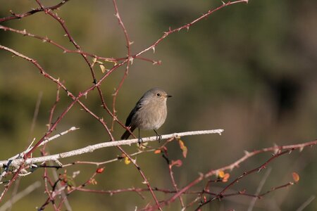 Phoenicurus ochruros birds animals