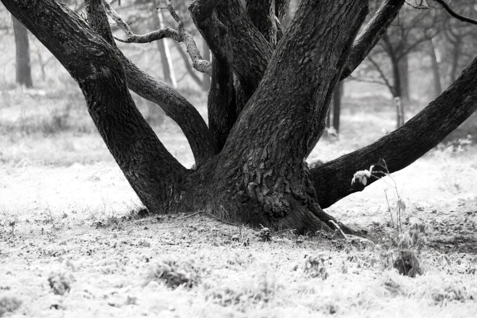 Tree bark winter snow