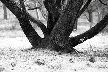 Tree bark winter snow photo