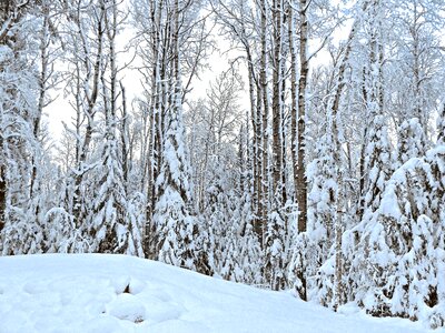 Cold christmas nature