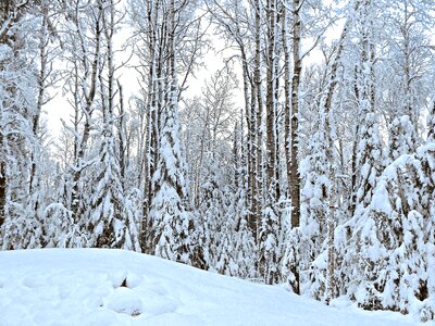 Cold christmas nature photo