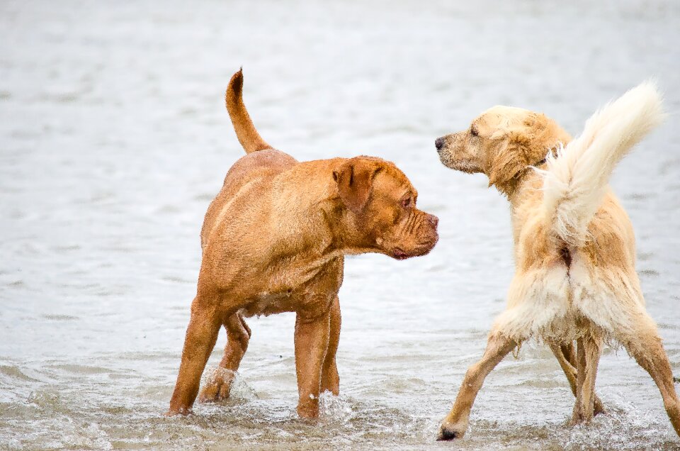 Pet big dog north sea photo