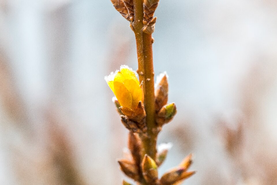 Awakening blossom bloom