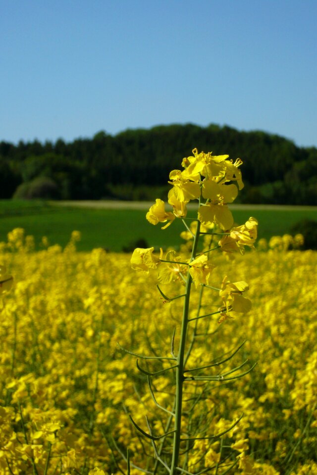 Blossom bloom rare plant