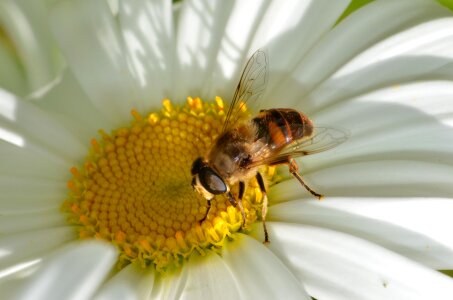 Hoverfly pollinator diptera