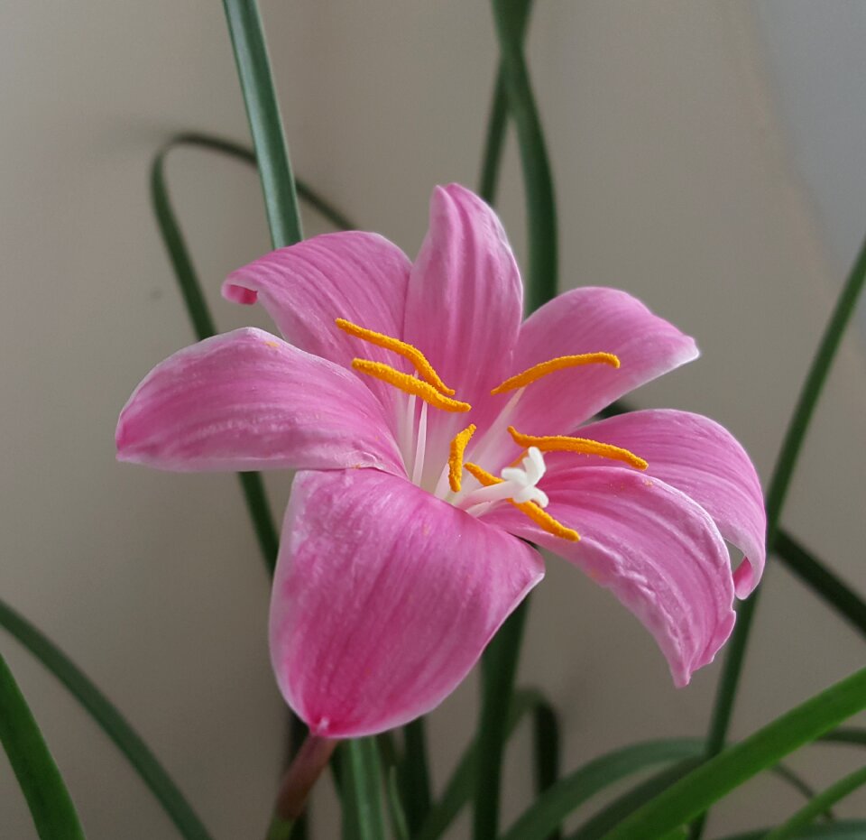 Flower natural plant
